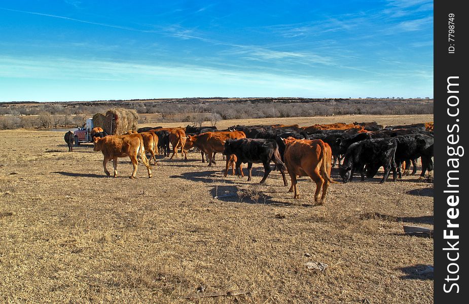 Feeding Cattle