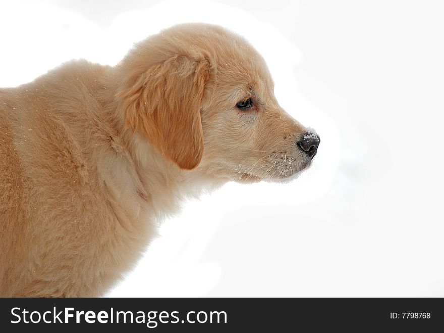 Golden retriever pup on white. Golden retriever pup on white.