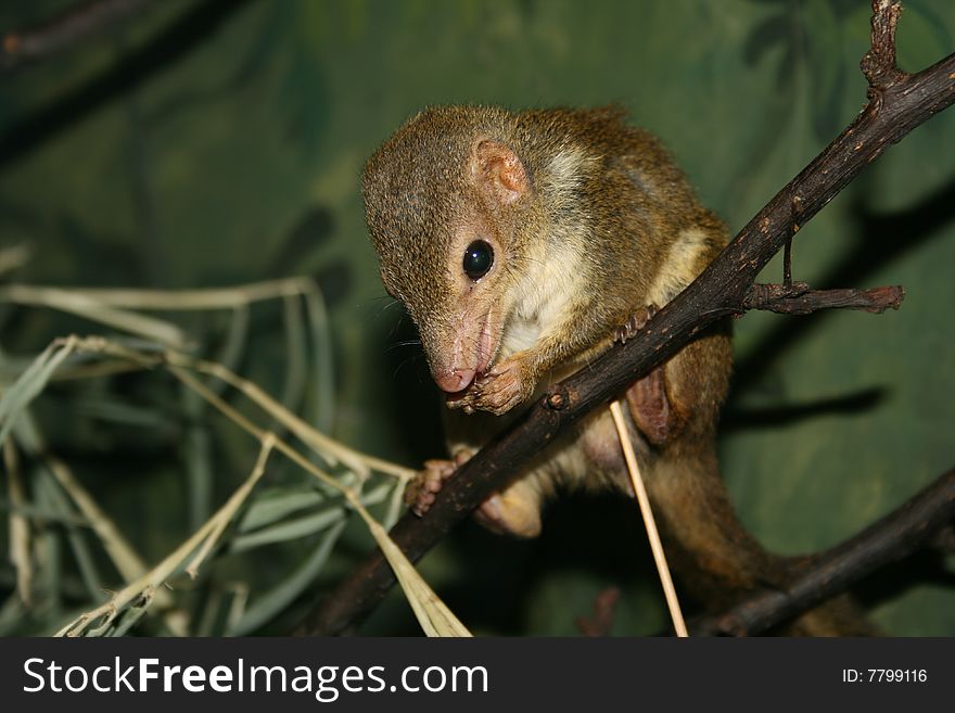 Rodent eating in the tree. Rodent eating in the tree