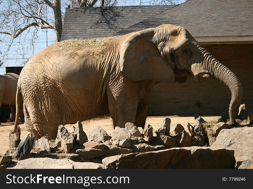 Elephant full of mud in the sun