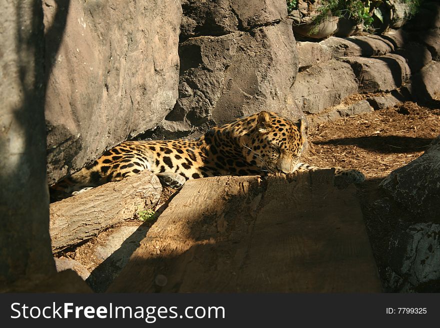 Sleepy jaguar taking a nap