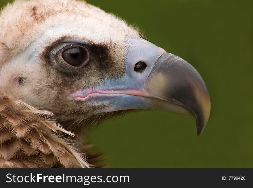 Monk Vulture in captivity