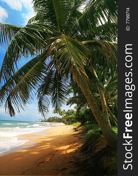 Coconut palms on tropical island beach. Coconut palms on tropical island beach