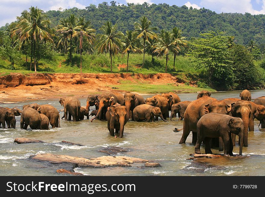Herd of elephants taking a bath in a river