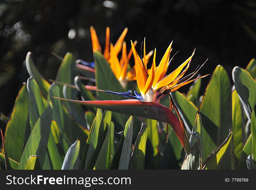 Close up photo of strelitzia reginae commonly known as bird of paradise or crane flower