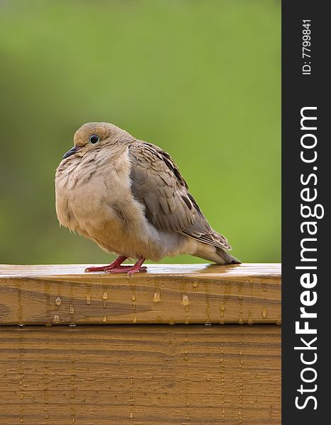 Mourning Dove sits on a wooden deck in a soft rain. Mourning Dove sits on a wooden deck in a soft rain