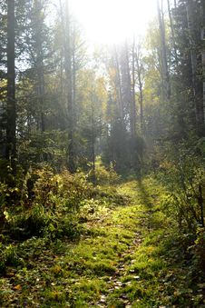 Autumn Taiga Forest To Rot Sontsya And The Sun Behind The Trees Stock Images Autumn Taiga Forest To Rot Sontsya And The Sun Behind The Trees Stock Images
