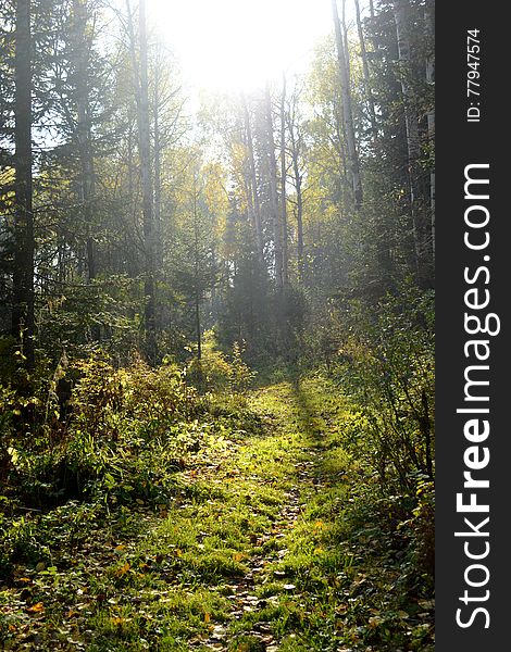 Autumn taiga forest to rot, yellow and red leaves and the sun behind the trees, the path to a bright green grass and bushes on the sides. Autumn taiga forest to rot, yellow and red leaves and the sun behind the trees, the path to a bright green grass and bushes on the sides