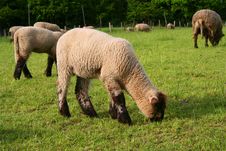 Sheep Herd Royalty Free Stock Photography Sheep Herd Royalty Free Stock Photography