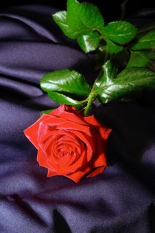 Red Rose Royalty Free Stock Photos