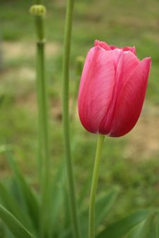 Pink Tulips Royalty Free Stock Photos Pink Tulips Royalty Free Stock Photos