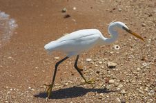 White Heron Royalty Free Stock Photos