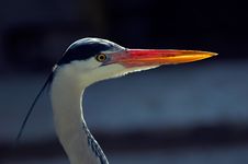 A Great Blue Heron Royalty Free Stock Photography