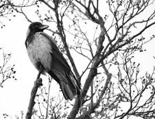 Crow Stock Photo Crow Stock Photo