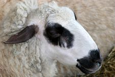 Sheep Stock Images