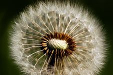 Dandelion With Pollen Stock Photography Dandelion With Pollen Stock Photography