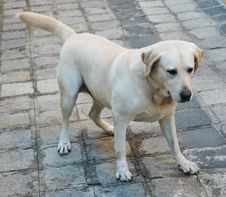 Cute Labrador Stock Images Cute Labrador Stock Images