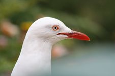 SILVER GULL HEAD Stock Images