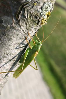 Grasshopper Stock Image