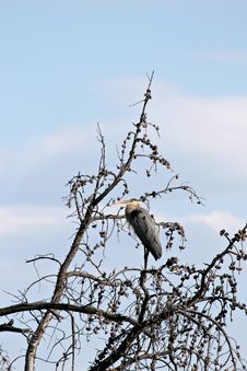 Great Blue Heron On Tree Royalty Free Stock Photos