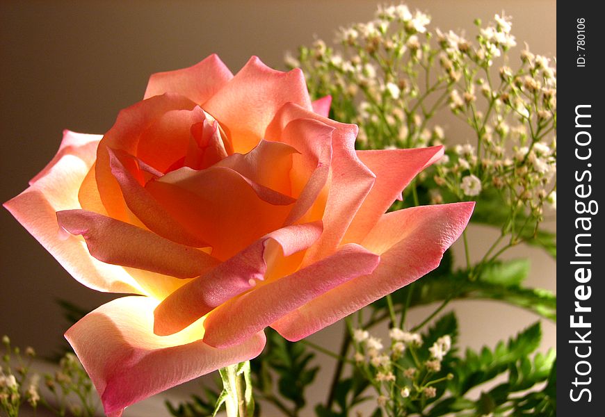 Rose flower. Rose flower