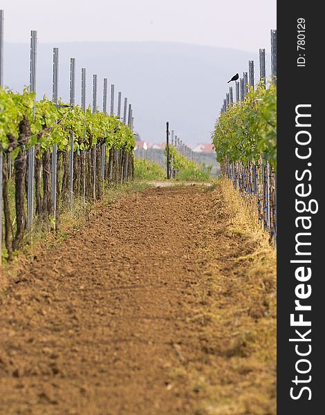 Rows of young grapes in wineyards of southen Germany region Rheinland Pfalz. Rows of young grapes in wineyards of southen Germany region Rheinland Pfalz