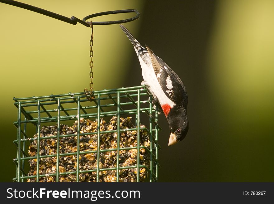 A red breasted grosbeak visits a suet feeder for a snack from a rural yard in Illinois. A red breasted grosbeak visits a suet feeder for a snack from a rural yard in Illinois.