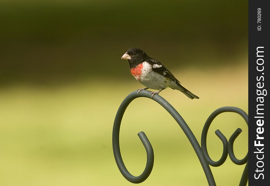 Red Breasted Grosbeak Perched On A Post