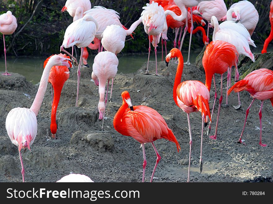 Group of pink flamingos in the zoo