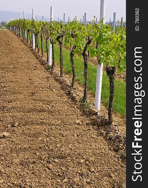 Rows of young grapes in wineyards of southen Germany region Rheinland Pfalz. Rows of young grapes in wineyards of southen Germany region Rheinland Pfalz