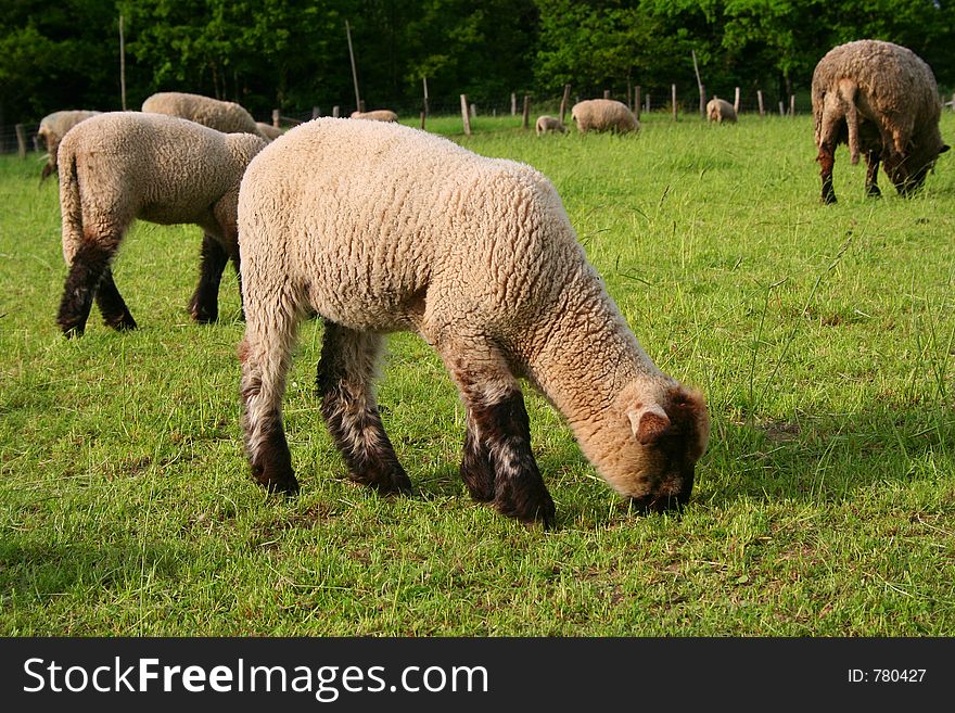 German sheep herd