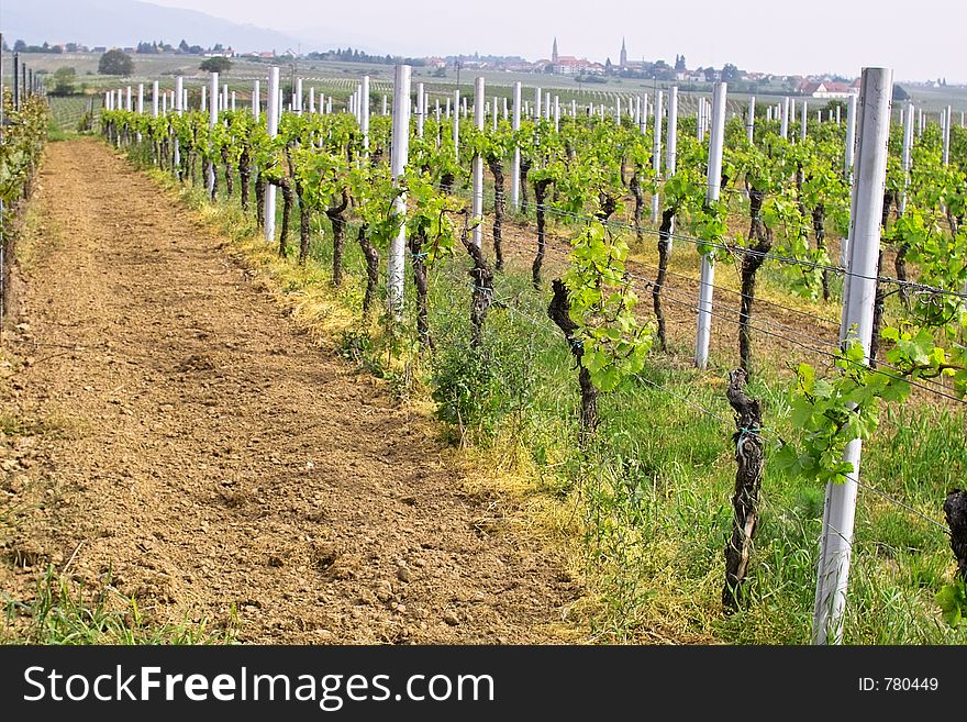 Rows of young grapes in wineyards of southen Germany region Rheinland Pfalz. Rows of young grapes in wineyards of southen Germany region Rheinland Pfalz