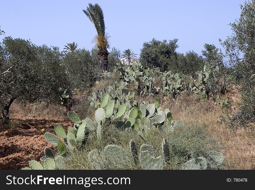 Wilderness with cactus plants