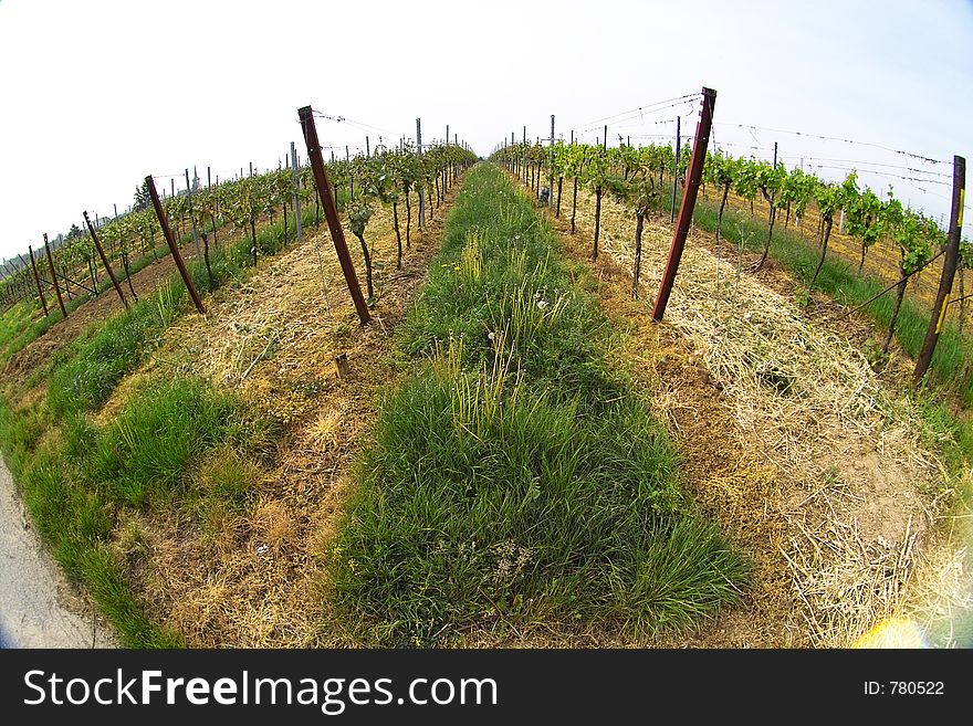Fish eye picture of rows of young grapes in wineyards of southen Germany region Rheinland Pfalz. Fish eye picture of rows of young grapes in wineyards of southen Germany region Rheinland Pfalz
