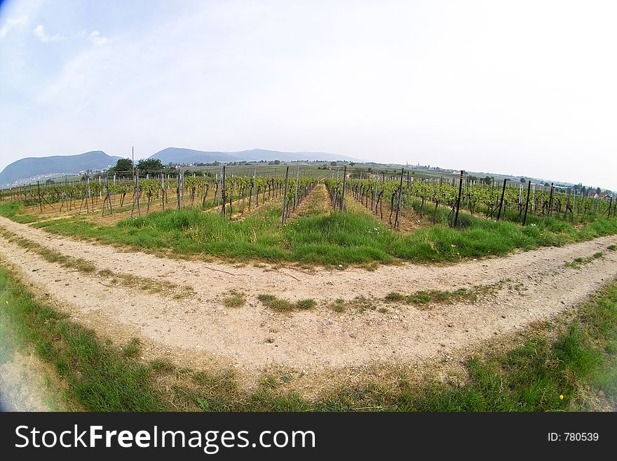 Fish eye picture of rows of young grapes in wineyards of southen Germany region Rheinland Pfalz. Fish eye picture of rows of young grapes in wineyards of southen Germany region Rheinland Pfalz