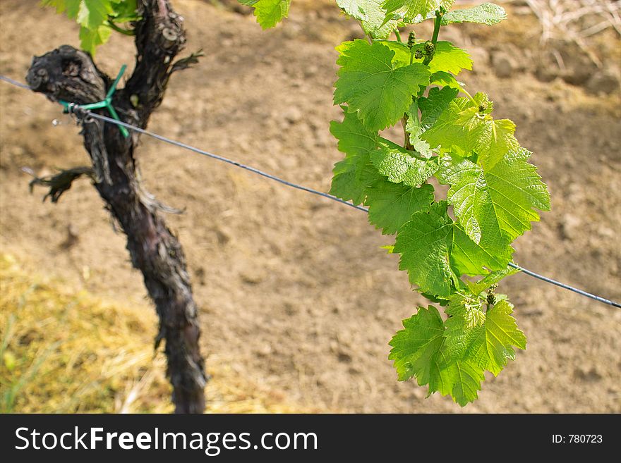 Young grapes in wineyards of southen Germany region Rheinland Pfalz. Young grapes in wineyards of southen Germany region Rheinland Pfalz