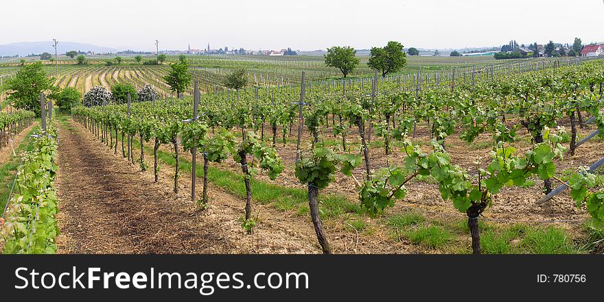 Panorama Of Wineyards In Spring