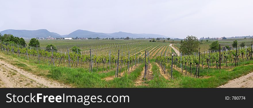 Panoramic picture of rows of young grapes in wineyards of southen Germany region Rheinland Pfalz. Panoramic picture of rows of young grapes in wineyards of southen Germany region Rheinland Pfalz