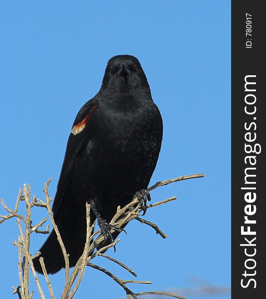 Red-winged blackbird standing guard