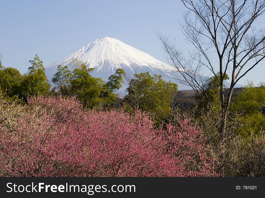 Mount Fuji with red plum blossoms in the foreground. Mount Fuji with red plum blossoms in the foreground