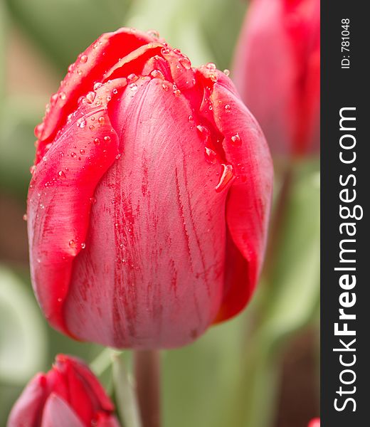 Pink tulip with dew