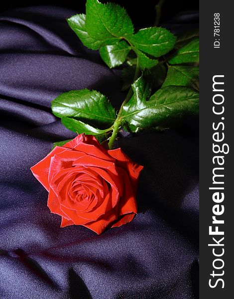 Dark red long stem rose located at a blue fabric as background. Dark red long stem rose located at a blue fabric as background.