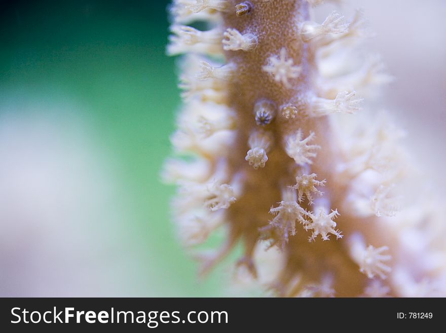 A closeup of coral