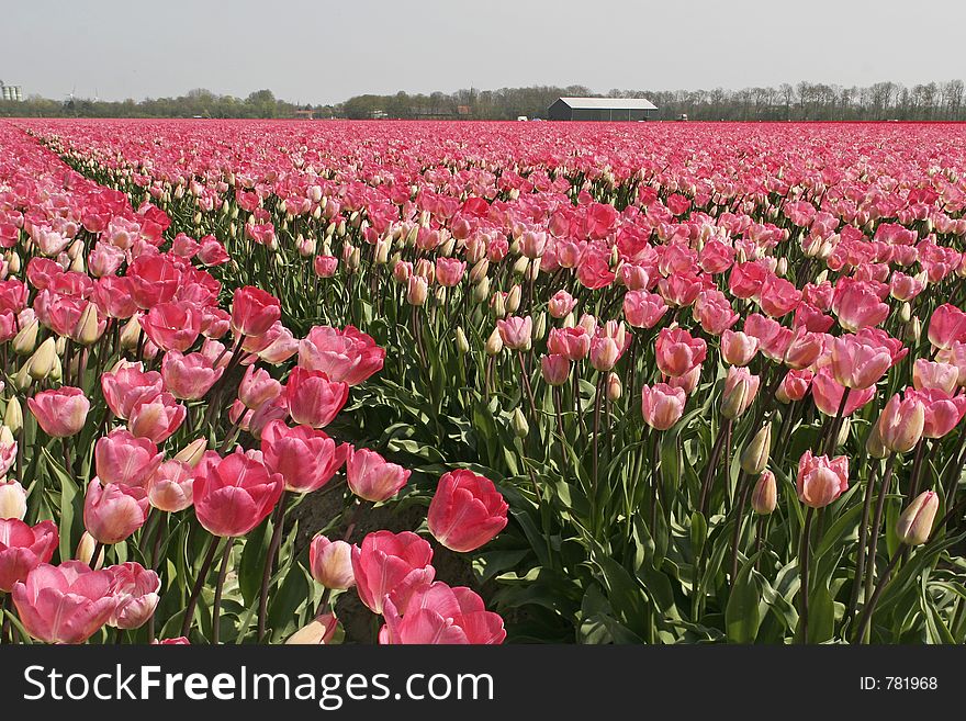 Tulip field in Wieringermeer, Holland. Tulip field in Wieringermeer, Holland