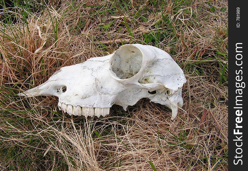 Sheep Skull