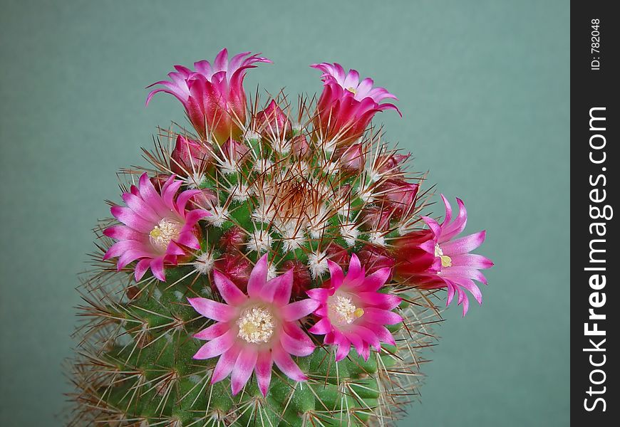 Blossoming cactus of sort Mammillaria.