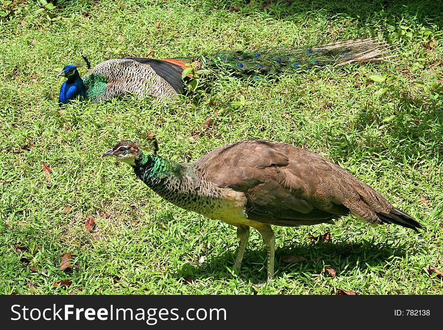 Peacock and a pheasant