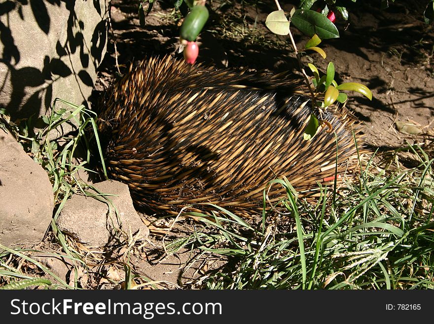 ECHIDNA