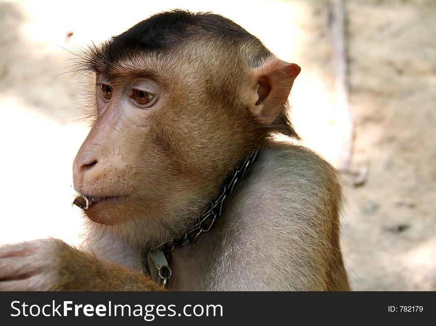 Monkey eating a nut