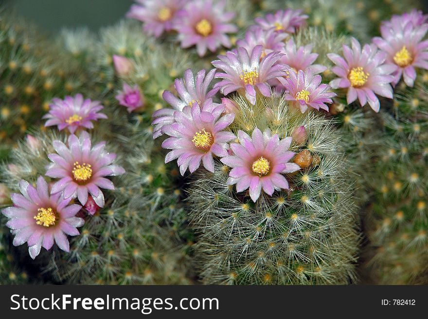 Blossoming cactus Mammillaria  dasiaconta.